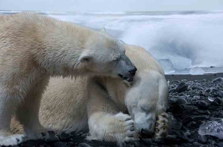 Din cauza încălzirii globale, urșii polari ar putea dispărea până la sfârșitul acestui secol