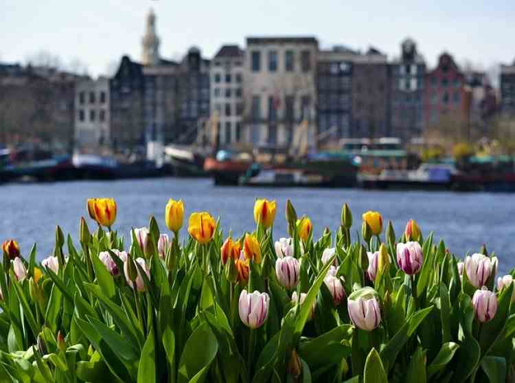 În Olanda a început oficial sezonul lalelelor