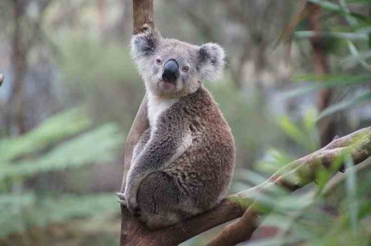 Ursuleții koala au devenit oficial o specie pe cale de dispariție în Australia